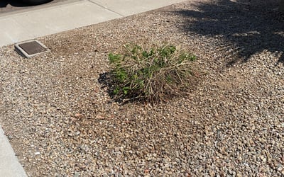 Photo of Ashley W.'s yard after getting landscaping in Carefree, AZ