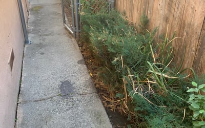 Photo of Ryan B.'s yard after getting landscaping in South Lake Tahoe, CA