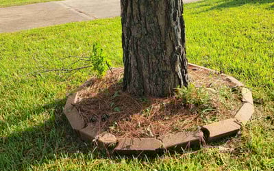Photo of Michael P.'s yard after getting landscaping in Houston, TX