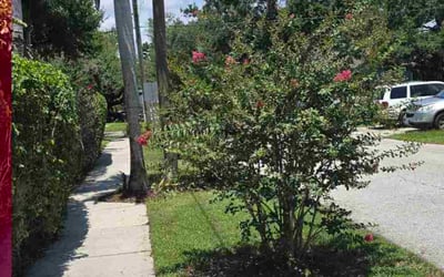Photo of Leah H.'s yard after getting tree care in Plant City, FL