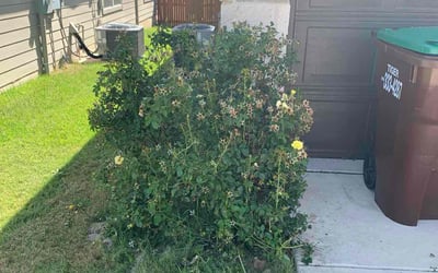 Photo of Bobbie M.'s yard after getting tree care in Cibolo, TX