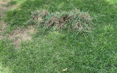 Photo of Jonathan B.'s yard after getting landscaping in Pflugerville, TX