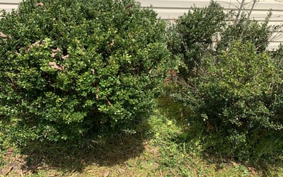 Photo of Amy H.'s yard after getting landscaping in Wilsons, VA