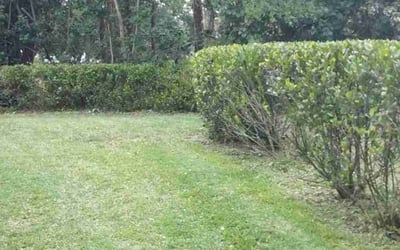 Photo of Amy H.'s yard after getting landscaping in Bonita Springs, FL