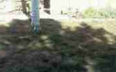 Photo of Emily B.'s yard after getting landscaping in Empire, CO
