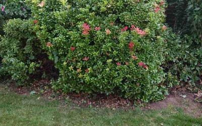 Photo of Maria C.'s yard after getting landscaping in North Dartmouth, MA