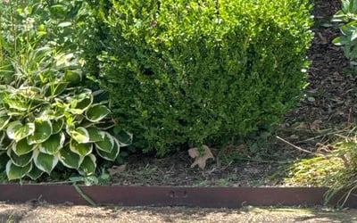Photo of Ben M.'s yard after getting landscaping in Holly Springs, MS