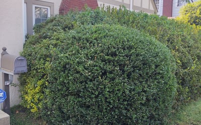Photo of Antonio P.'s yard after getting landscaping in Barnesville, MD