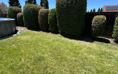 Photo of John C.'s yard after getting landscaping in Pleasanton, CA
