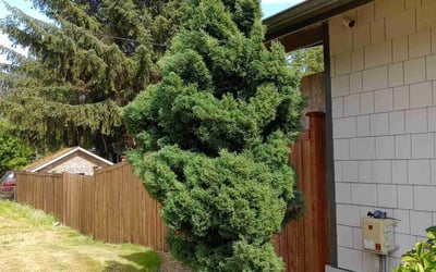 Photo of Rebecca R.'s yard after getting tree care in Puyallup, WA