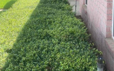Photo of John C.'s yard after getting lawn care in Milton, FL
