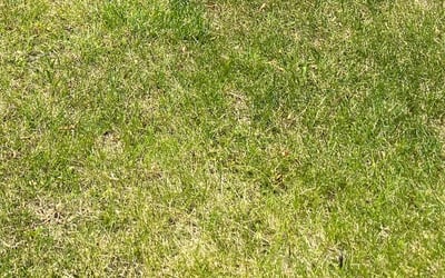 Photo of Christopher M.'s yard after getting tree care in Carmel, IN