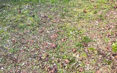Photo of Alex P.'s yard after getting landscaping in Center Moriches, NY