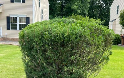 Photo of Reggie S.'s yard after getting landscaping in Richmond, VA
