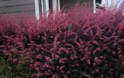 Photo of Shannon G.'s yard after getting landscaping in Stanwood, WA
