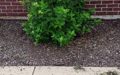 Photo of Sarah C.'s yard after getting landscaping in Lake Saint Louis, MO