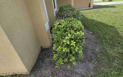 Photo of Jeannette G.'s yard after getting landscaping in Vero Beach, FL