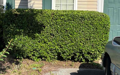 Photo of Joshua C.'s yard after getting landscaping in Evans, GA