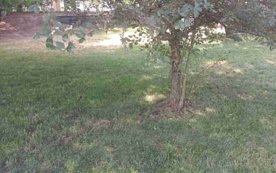 Photo of Nick D.'s yard after getting landscaping in Closter, NJ
