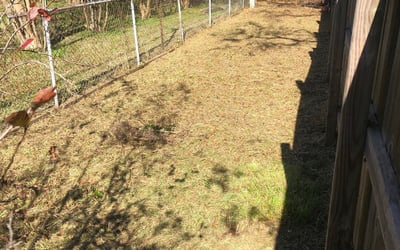 Photo of Amber M.'s yard after getting landscaping in Saint Francisville, LA