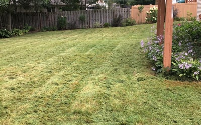 Photo of Patrick R.'s yard after getting landscaping in Spring Lake, MI