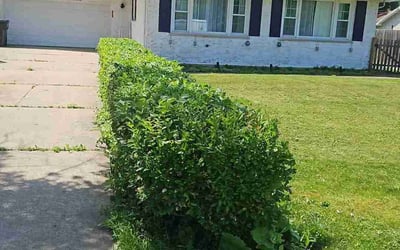 Photo of Rosemary O.'s yard after getting tree care in Plainfield, IL