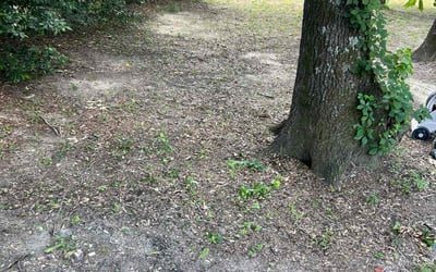 Photo of Ashley S.'s yard after getting landscaping in Tyler, TX