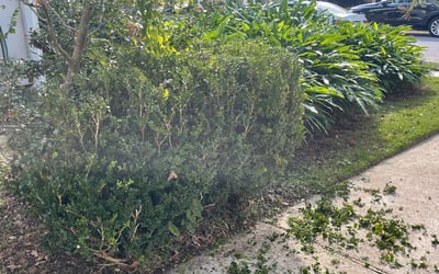 Photo of Ellen R.'s yard after getting landscaping in Vacherie, LA