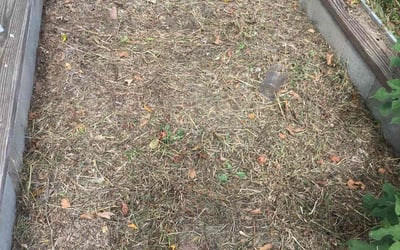 Photo of Susan F.'s yard after getting landscaping in Barnesville, GA