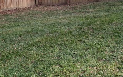 Photo of Adam C.'s yard after getting landscaping in Marshville, NC