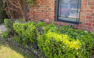 Photo of Brandon R.'s yard after getting landscaping in Oklahoma City, OK