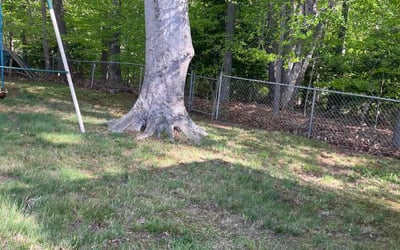 Photo of Andrea C.'s yard after getting landscaping in Suitland, MD