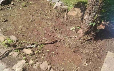 Photo of Michelle D.'s yard after getting landscaping in Oak Ridge, TN