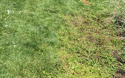 Photo of Adam G.'s yard after getting landscaping in Unionville Center, OH