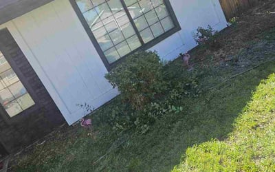 Photo of Monique A.'s yard after getting tree care in Canoga Park, CA