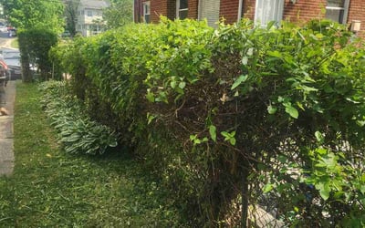 Photo of Angela M.'s yard after getting landscaping in Barnesville, MD