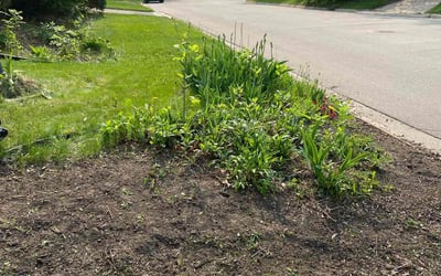 Photo of Amber L.'s yard after getting landscaping in Saint Paul Park, MN