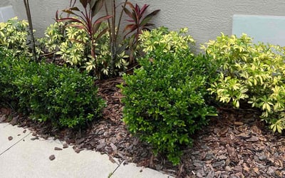 Photo of Mike H.'s yard after getting landscaping in Longboat Key, FL
