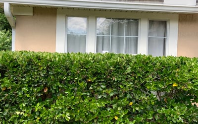 Photo of Michael B.'s yard after getting landscaping in Bryceville, FL