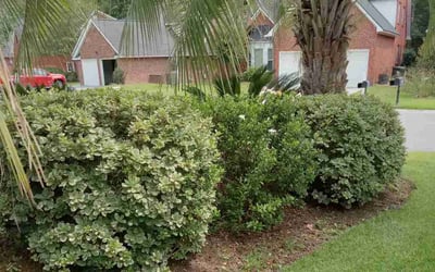 Photo of Schellie W.'s yard after getting landscaping in Ridgeville, SC
