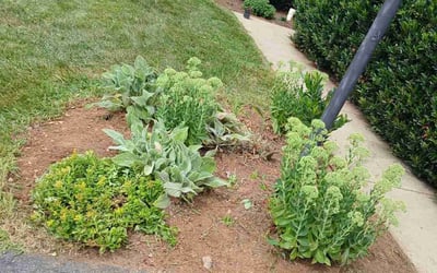 Photo of Megan C.'s yard after getting tree care in Kensington, MD
