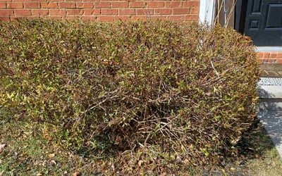 Photo of Nadege L.'s yard after getting tree care in Bremen, GA