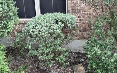 Photo of Jose M.'s yard after getting landscaping in New Braunfels, TX