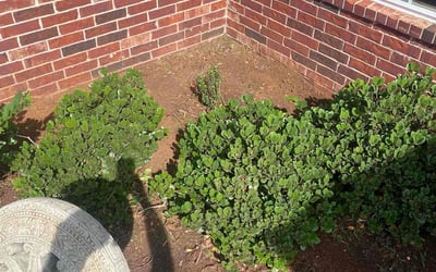 Photo of Cecelia B.'s yard after getting landscaping in Meeker, OK