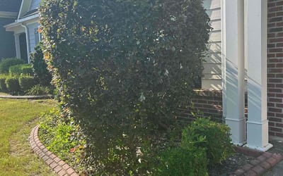 Photo of Teshia R.'s yard after getting tree care in Rex, GA