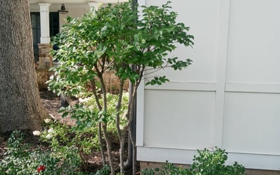 Photo of Bobby K.'s yard after getting landscaping in Flovilla, GA