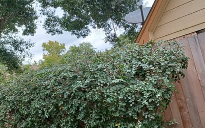 Photo of Stephen S.'s yard after getting landscaping in Wallisville, TX