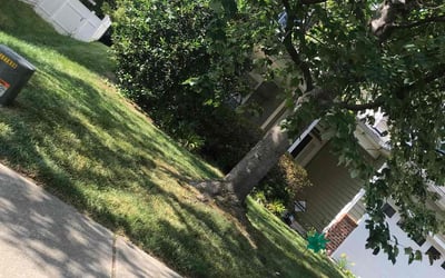 Photo of Jason A.'s yard after getting landscaping in Micro, NC