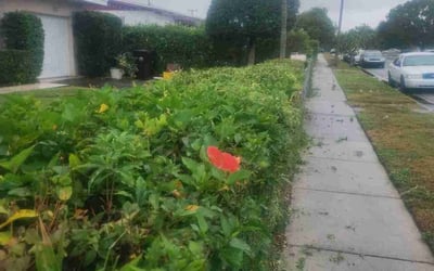 Photo of Tammy A.'s yard after getting landscaping in Belle Glade, FL