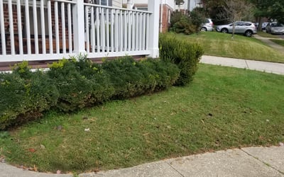 Photo of Calvin R.'s yard after getting tree care in Takoma Park, MD